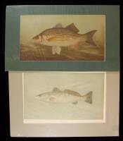 Lot of 3 chromolithographs from The Fishes of North America