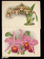 Lot of 18 chromolithographs of orchids after Jean Linden