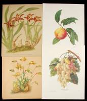 Lot of 22 chromolithographs and hand colored engravings of orchids and fruit