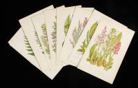 Lot of 35 chromolithographs of flowering plants