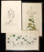 Lot of 3 hand-colored copper-engraved plates of flowering plants