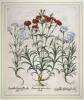 Armerius Pleno Rubro Flore [Carnation]