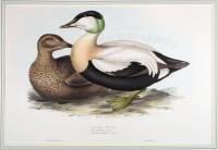 Eider Duck