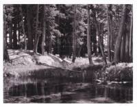 Forest and Stream, Lyell Fork of the Merced River, Yosemite National Park, California