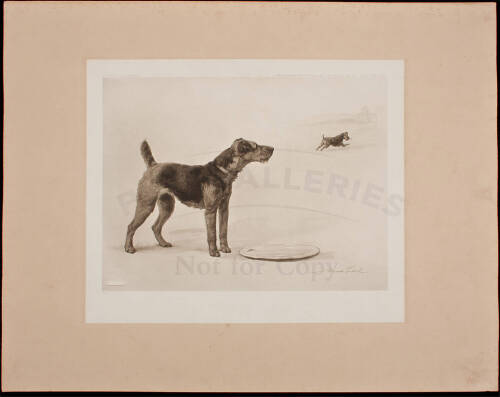 Terriers and Toys: Twenty-Five Photogravures, Including His Majesty the King's Irish terrier "Jack"