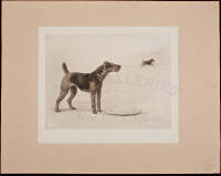 Terriers and Toys: Twenty-Five Photogravures, Including His Majesty the King's Irish terrier "Jack"