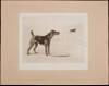 Terriers and Toys: Twenty-Five Photogravures, Including His Majesty the King's Irish terrier "Jack"