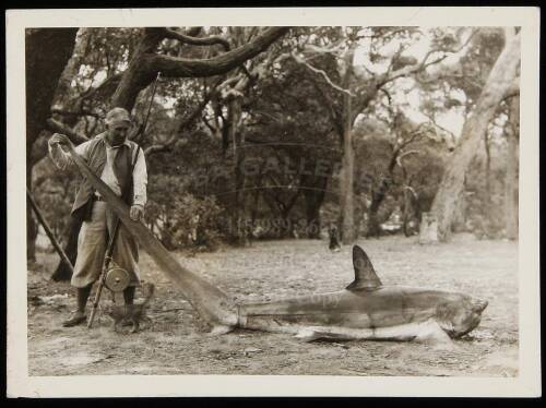 Original photograph of Zane Grey and large green shark, captioned on rear