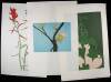 Lot of 15 Linoleum-Block Prints of State Flowers, each signed, titled and numbered in pencil - 4