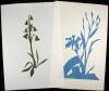 Lot of 10 Linoleum-Block Prints of Flowers, each signed, titled and numbered in pencil - 2