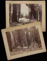 Two photographs of Calaveras Big Trees Grove