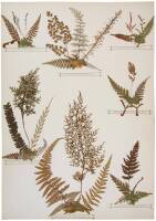 New Zealand Ferns and Fern Allies. Collected, Dried and Mounted by Eric Craig