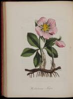 The American Flora, Or History of Plants and Wild Flowers...