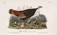 The Birds of America, From Drawings Made in the United States and Their Territories. Volume V.