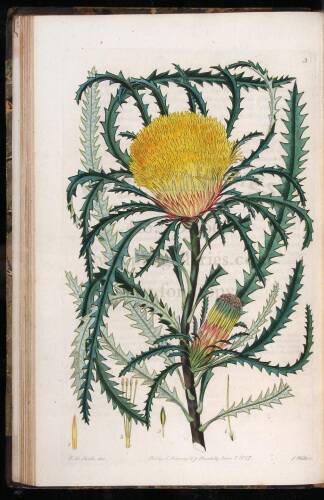 Flora Australasica; or a selection of handsome or curious plants, natives of New Holland, and the South Sea Islands; containing coloured figures and descriptions of some of the choicest species...