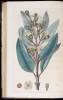 Flora Australasica; or a selection of handsome or curious plants, natives of New Holland, and the South Sea Islands; containing coloured figures and descriptions of some of the choicest species... - 2