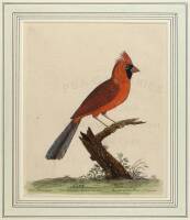 Two hand-colored Engravings of Birds