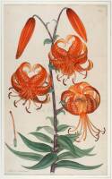 Lot of 2 hand-colored etching of Lilies