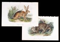 Two hand-colored lithographs from Quadrupeds of America