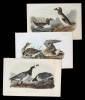 9 hand-colored lithographs from Birds of America