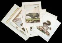 Lot of 9 hand-colored engravings from Buffon's 'Histoire Naturelle'