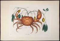 Cancer Terrestris [The Land Crab]