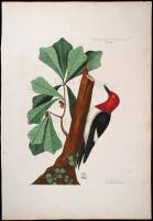 The Red-Headed Woodpecker