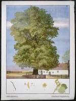 Group of nine chromolithograph posters of trees, etc.