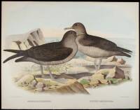 Group of 5 hand-colored lithographs of various birds by Daniel Giraud Elliot