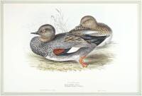 Gadwall Duck