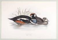 Harlequin Duck