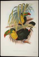 Short-billed Toucan (Ramphastos Brevicarinatus)