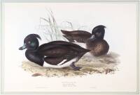 Tufted Duck