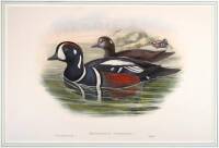 Histrionicus Torquatus [Harlequin Duck]