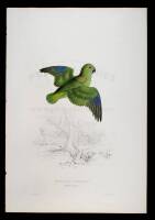 Collared Parrakeet (Psittacula Torquata)