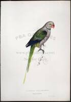 Pigeon Parrakeet (Palaeornis Parrakeet)