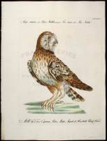 2 hand-colored engravings of Owls by Manetti