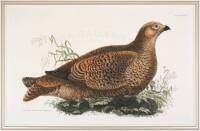 Black Grouse. Female