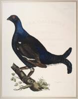 Black Grouse, Male