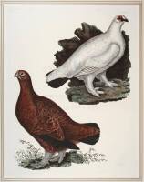 Grouse & Ptarmigan