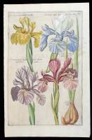 Hand-colored copperplate engraving of Iris