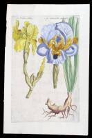 Hand-colored copperplate engraving of Iris
