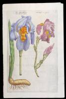 Hand-colored copperplate engraving of Iris