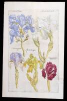 Hand-colored copperplate engraving of Iris