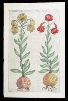 Hand-colored copperplate engraving of Martagon Lilies