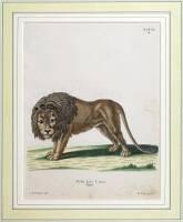 Three hand-colored engravings of wild cats