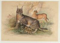 The Caracal