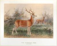 The Formosan Deer