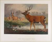 The Mantchurian Deer