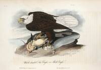 The Birds of America, From Drawings Made in the United States and Their Territories. Volume 1.